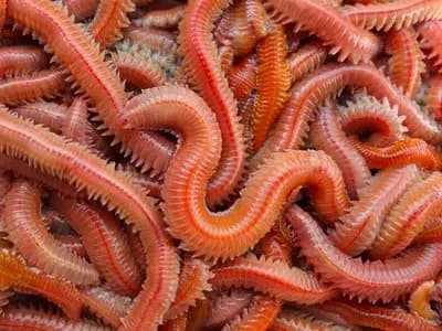Kırmızı Lugworm Nedir? Canlı Deniz Solucanı ile Kıyı Balıkçılığı