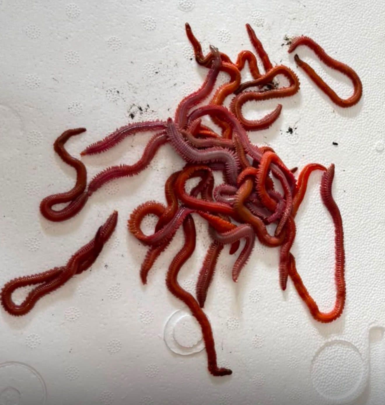 Kırmızı Lugworm ile Hangi Balıklar Avlanır? Canlı Yem Rehberi