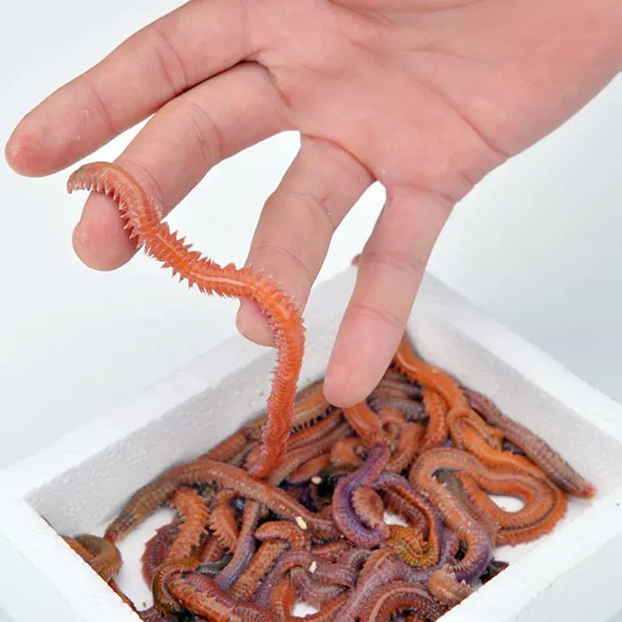 Deniz Solucanı (Lugworm) Nedir? Kıyı Balıkçılığında Canlı Yem Rehberi